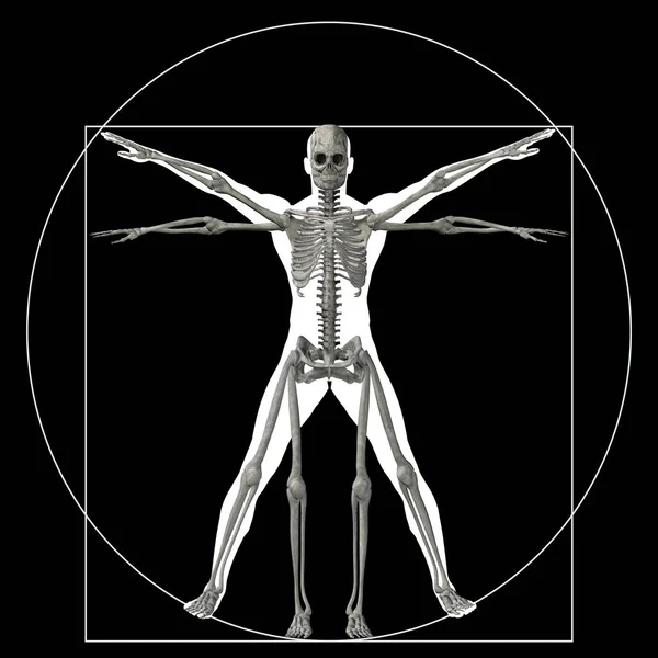 Ilustración de la anatomía del cuerpo humano —  Fotos de Stock