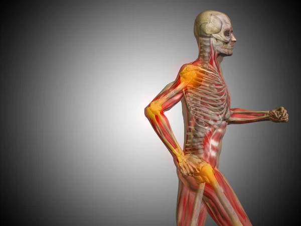 Illustration av människokroppen anatomi — Stockfoto