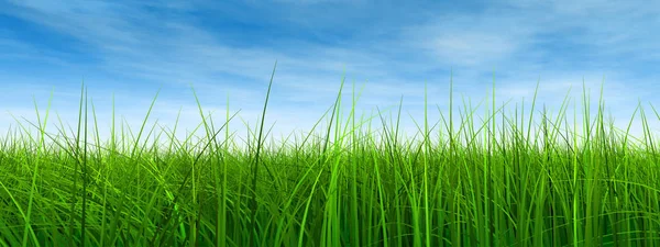 Зеленая трава с голубым небом — стоковое фото