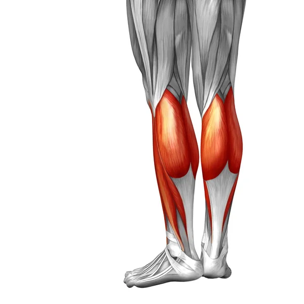 Anatomía de la pierna inferior humana —  Fotos de Stock