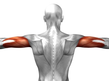 Anatomik kavramı 3d çizim 