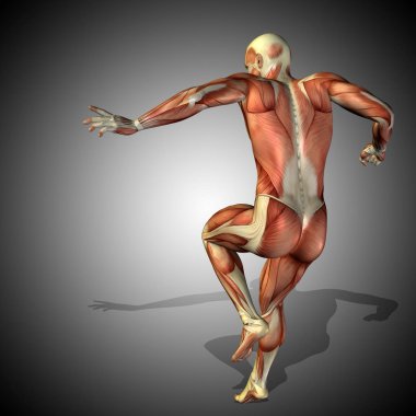 insan anatomisi modeli