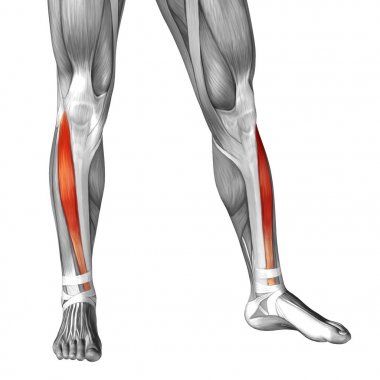 Anatomik kavramı 3d çizim 