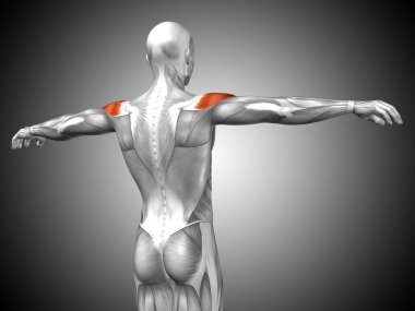 Anatomik kavramı 3d çizim 