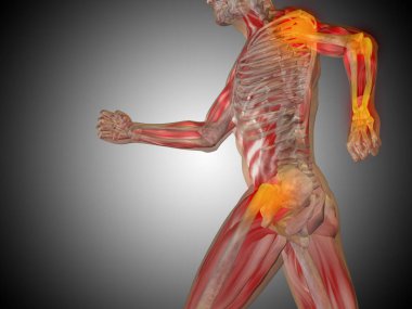 insan anatomisi modeli