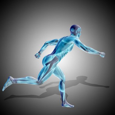 insan anatomisi modeli