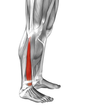 Anatomik kavramı 3d çizim 