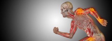 insan anatomisi modeli