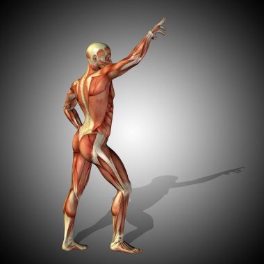 insan anatomisi modeli