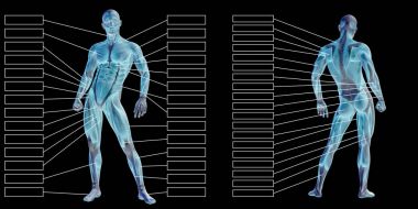İnsan anatomisi kavramı