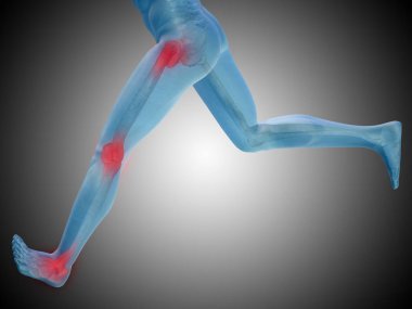 insan anatomisi modeli