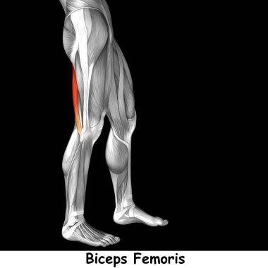 Anatomik kavramı 3d çizim 