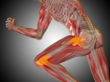 insan anatomisi modeli
