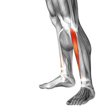 Anatomik kavramı 3d çizim 