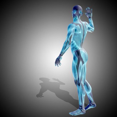 İnsan anatomisi kavramı