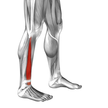 Anatomik kavramı 3d çizim 