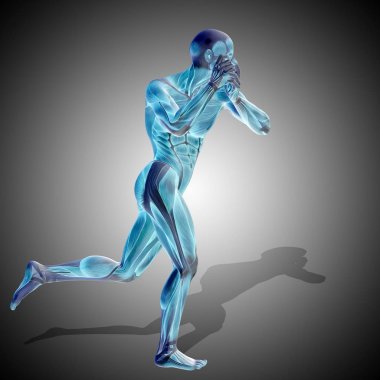 insan anatomisi modeli