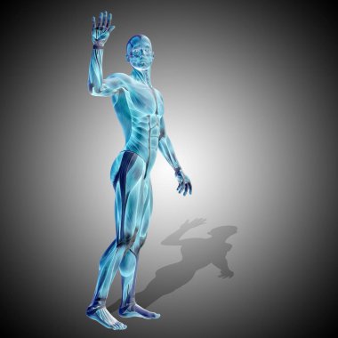 İnsan anatomisi kavramı