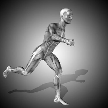 insan anatomisi modeli