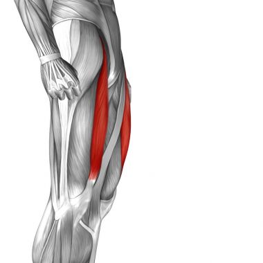 Anatomik kavramı 3d çizim 