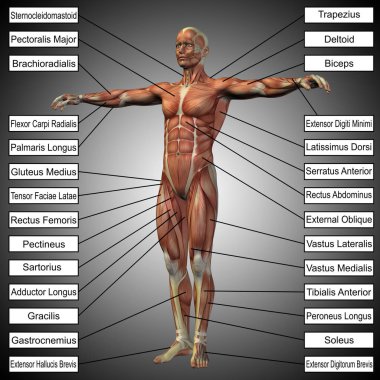 İnsan anatomisi kavramı