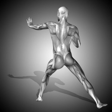 insan anatomisi modeli