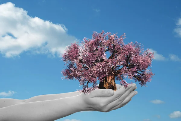 Mano sosteniendo un árbol de primavera — Foto de Stock