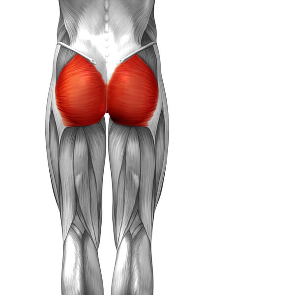Анатомическая концепция 3D иллюстрации
 