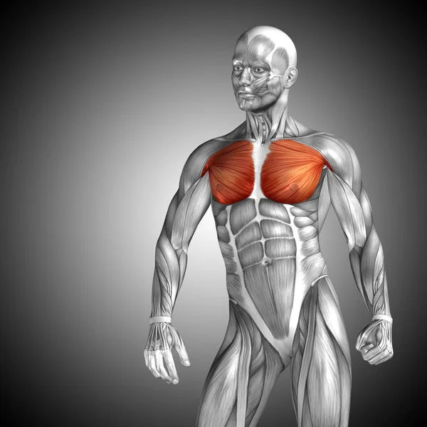 Concepto anatómico Ilustración 3D — Foto de Stock