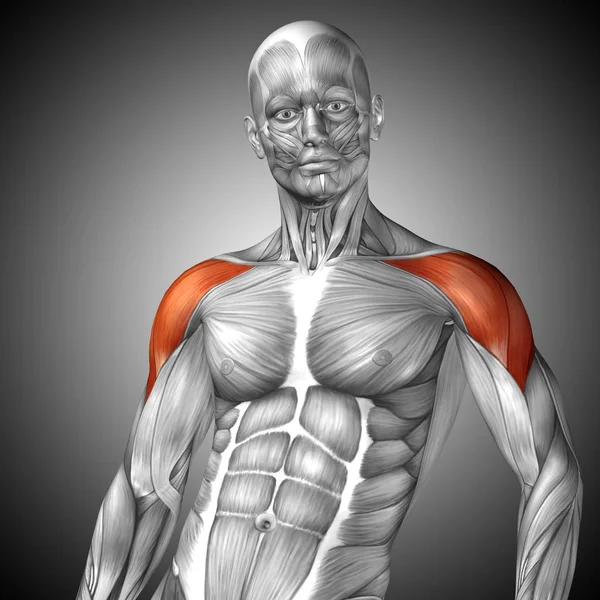Concept anatomique Illustration 3D — Photo