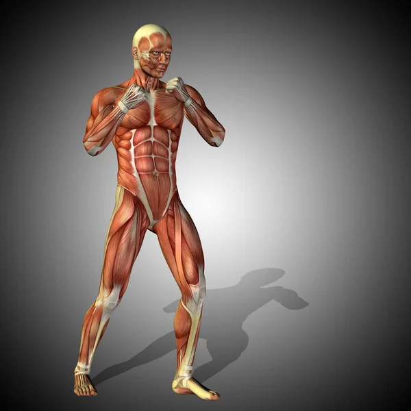 Människans anatomi modell — Stockfoto
