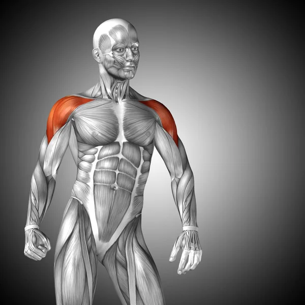 Koncepcja anatomiczny 3d ilustracja — Zdjęcie stockowe