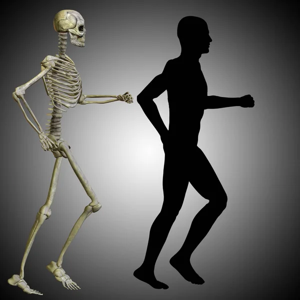 Menselijke anatomie model — Stockfoto