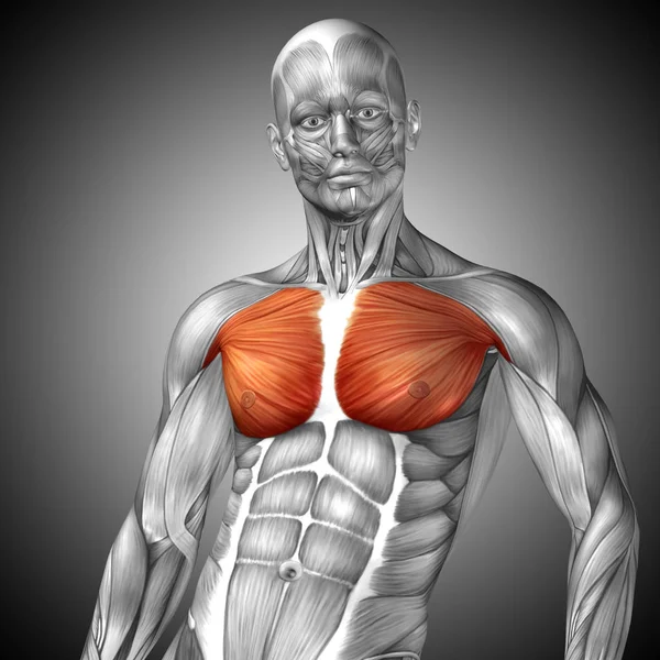 Concept anatomique Illustration 3D — Photo