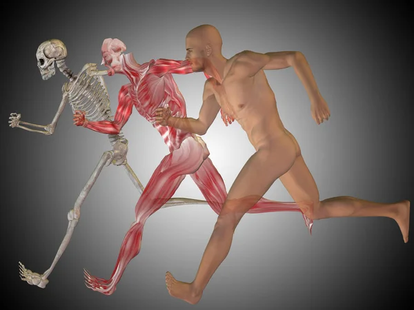 Human anatomy model — Stock Photo, Image