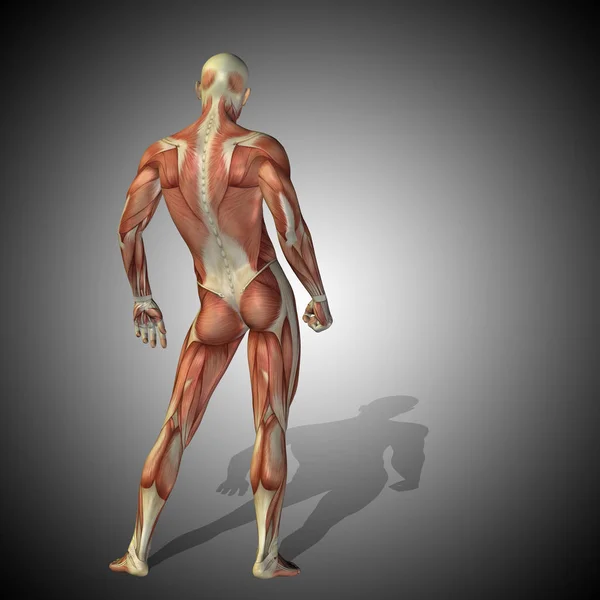 Koncepcja anatomii człowieka — Zdjęcie stockowe