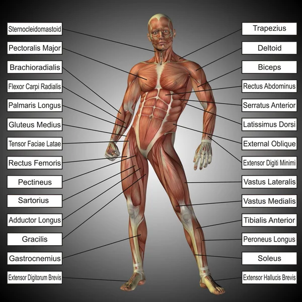 Concepto de anatomía humana — Foto de Stock