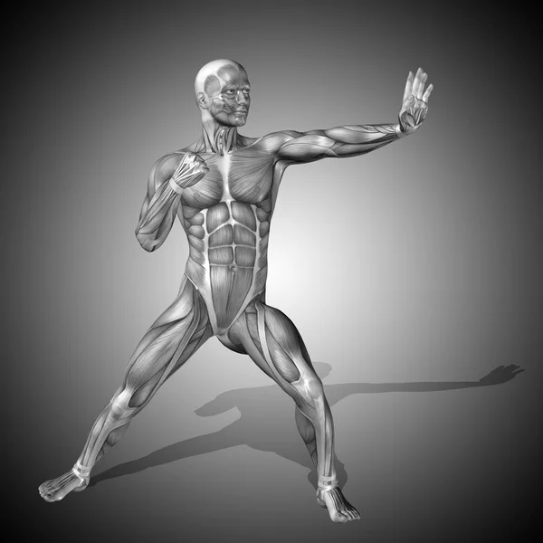 Modell for menneskets anatomi – stockfoto