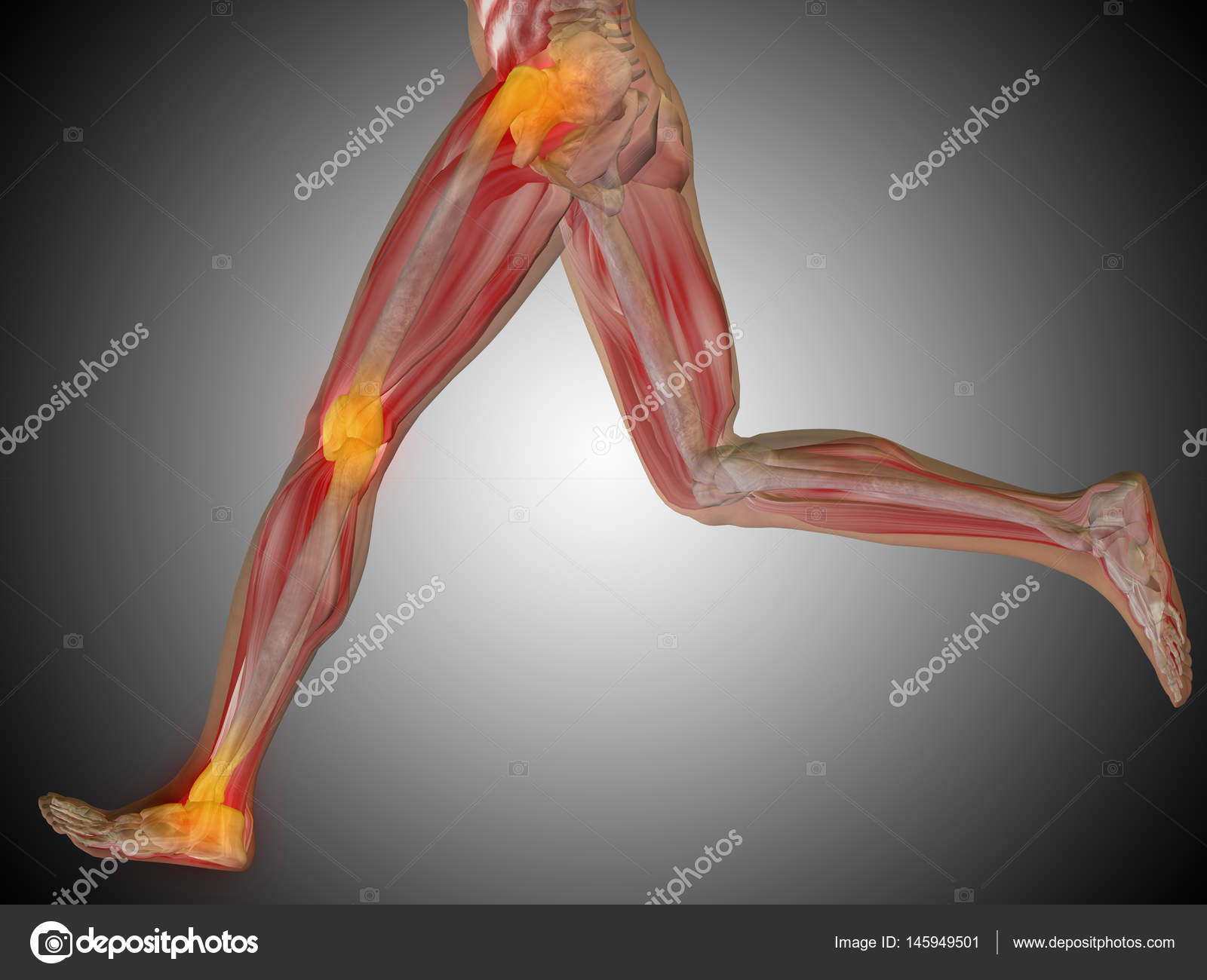 Modelo de anatomia humana fotos, imagens de © design36 #145949501