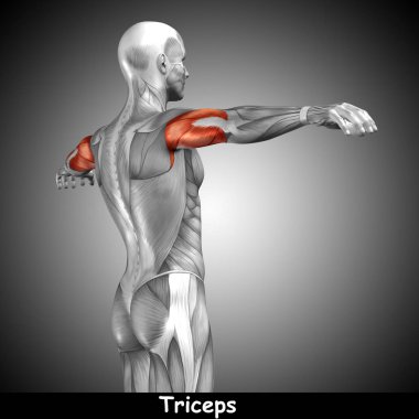 Anatomik kavramı 3d çizim 