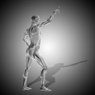 insan anatomisi modeli