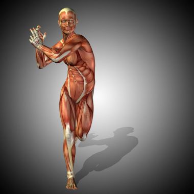 insan anatomisi modeli