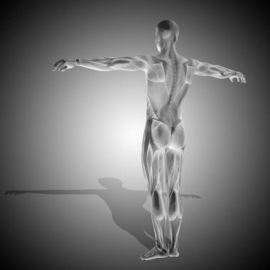 insan anatomisi modeli