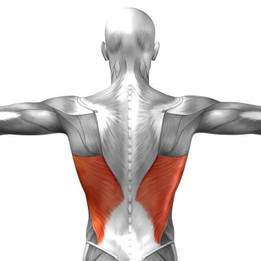 Anatomik kavramı 3d çizim 