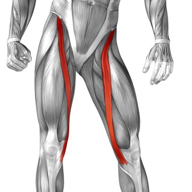 Anatomik kavramı 3d çizim 