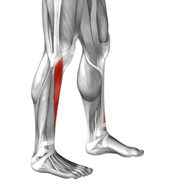 Anatomik kavramı 3d çizim 