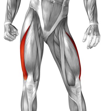 Anatomik kavramı 3d çizim 