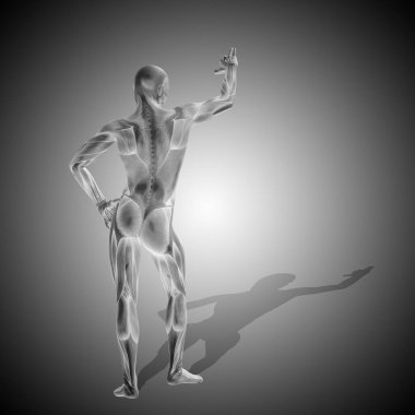 insan anatomisi modeli