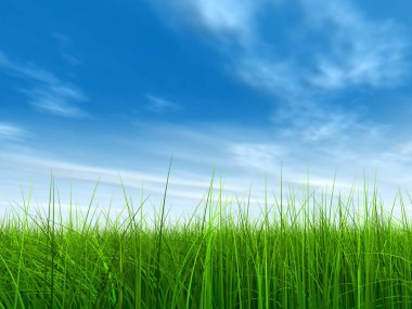  Taze ve doğal çim sahası  