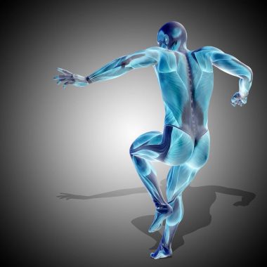 insan anatomisi modeli